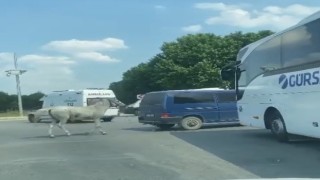 40 derecede atı aracın arkasına bağlayıp koşturdular