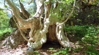500 yıllık çınar ağacı görenleri mest ediyor