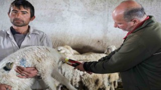 8 bin 885 hayvanın aşı ve küpeleme ücreti Talas Belediyesinden