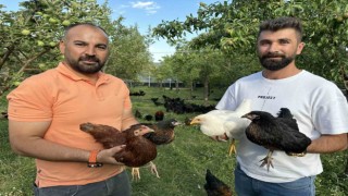 8 civcivle işe başlayan 4 öğretmen bin 200 tavuklu çiftlik kurdu