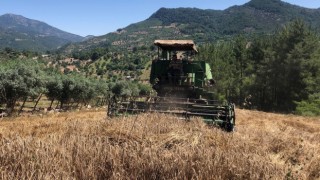 800 rakımlı zorlu arazide son buğday hasadı yapıldı