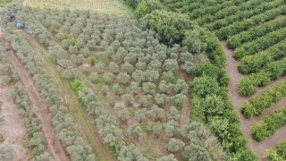 Adana'da 2 bin kök kenevir bitkisi ele geçirildi