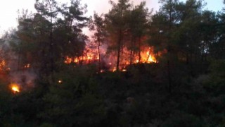 Adanada ormanlık alanda yangın