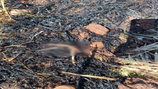 Adıyamanda anız yangını