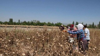 Afyonkarahisarda haşhaş hasadı devam ediyor
