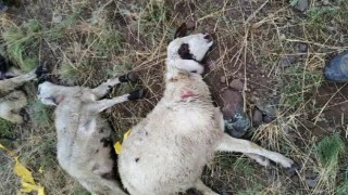 Ağrıda yıldırım düşmesi sonucu bir çoban yaralandı, 30 koyun telef oldu