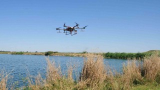 Akşehirde kronomid sineğine dron ile mücadele
