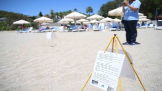 Alanya plajlarında caretta caretta yumurtaları otellerin koruması altında