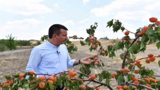 Altındağın meyve ormanlarında hasat vakti