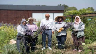 Altınova Belediyesi Tıbbi Aromatik Bitkiler Bahçesinde hasat sezonu başladı