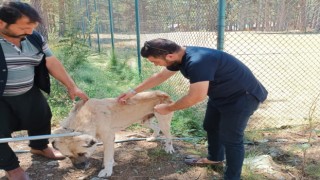 Amanos dağlarında sokak hayvanları tedavi edildi