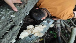 Amanoslarda bereket: Ağaçları mantarlar kapladı