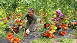Amasya domatesleri toplanmaya başladı