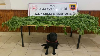 Amasyada jandarmadan uyuşturucu operasyonu: Yeşilırmakın kıyısında yasadışı kenevir yetiştiren iki şahıs yakalandı
