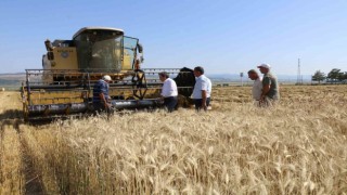 Amasyada meslek lisesinden 40 ton buğday hasadı
