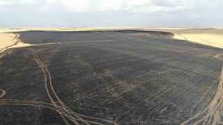 Anız yangınlarıyla milli servet yok oluyor