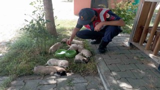 Anne köpek ve yavruları, jandarma tarafından barınağa teslim edildi