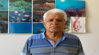 Antalya açıklarında ölü yunus bulundu