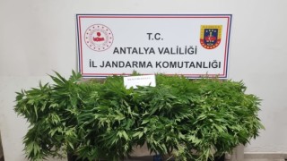 Antalyada 248 kök kenevir bitkisinin ve 33 gram kubar esrar maddesi ele geçirildi
