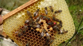 Arıların kraliçesi: 200 TLden satılıyor