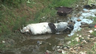 Arnavutköyde haşere yuvasına dönen dere mahalleliyi isyan ettirdi