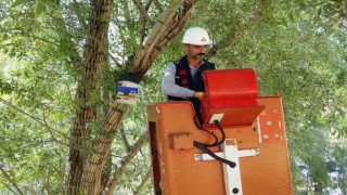 Atıl durumdaki elektrik panoları kuş yuvalarına dönüştürüldü