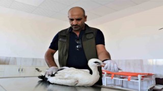 Ayağı ampute olan leylek tedavi altına alındı