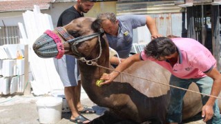 Aydında develer hem sağlık hem serinlemek için yıkanmaya başladı