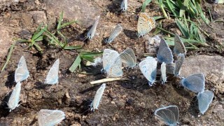 Bahar havası yaşanan yaylada yüzlerce kelebek görsel şölen sundu