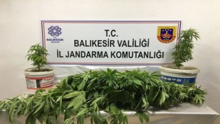 Bandırmada kenevir operasyonu: 3 kişi yakalandı
