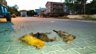 Başıboş sokak köpekleri, bahçedeki kuzuları ve kümesteki tavukları öldürdü