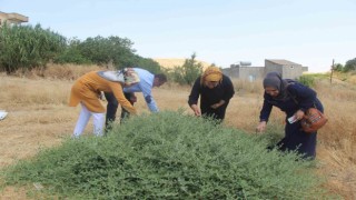 Batmanda kapari bitkisi kadınların geçim kaynağı oldu