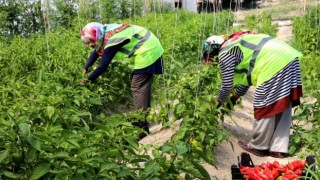 Belediye seralarında yetiştirilen sebze ve meyveler satışa sunulacak