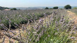 Beykozda 162 dönüm lavanta bahçesi