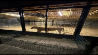 Beykozda ormanda ‘aslan avı