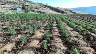 Bingölde 12 tarlada uyuşturucu operasyonu