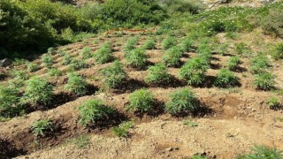 Bingölde 2 bin 440 kök kenevir bitkisi ele geçirildi