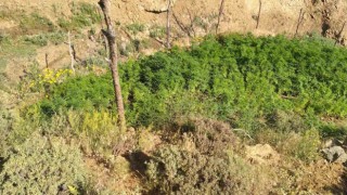 Bingölde 5 bin kök kenevir bitkisi ele geçirildi