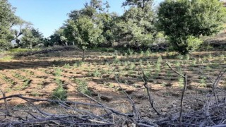 Bingölde iki tarlada 7 bin kök kenevir ele geçirildi