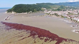 Binlerce turisti ağırlayan Karadeniz sahili çamurla kaplandı