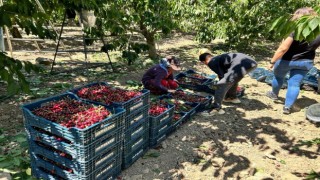 Birçok ülkeye ihraç edilen Mihalıççık kirazında verim yüz güldürdü