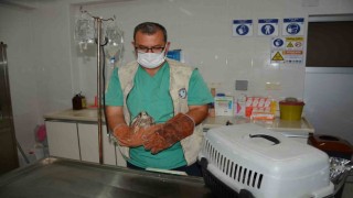 Bitkin olarak bulunan kerkenez Tarsus Doğa Parkında koruma altına alındı