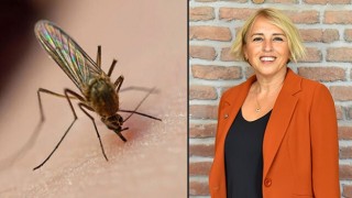Bu sivrisinek başka sivrisineklere benzemiyor!