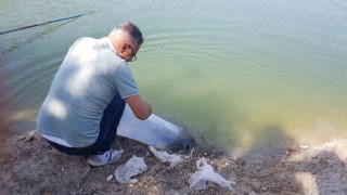 Buldanda 50 bin balık suya bırakıldı