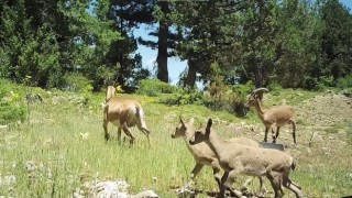 Burdurda doğaya salınan yaban keçileri üremeye başladı