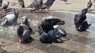Bursada güvercinler kanatlarını açıp böyle serinledi