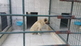 Bursada köpeğin saldırdığı çocuk yaralandı