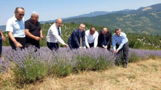 Bursanın dağlarında yetişen lavantaların hasadı başladı