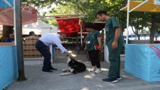 Büyükçekmecede sokak hayvanlarının sağlık taraması gerçekleşti