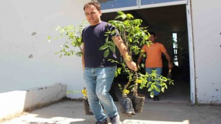 Büyükşehir Belediyesi 10 bin adet ceviz ve zeytin fidanı hibe etti